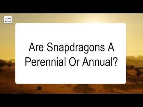 Video: Are Snapdragons Annuals or Perennials - Different Between Annual and Perennial Snapdragons