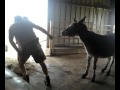 Donkey!