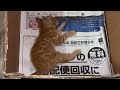 【猫目線】人に傷付けられた子猫が幸せを掴むまでに起きた出来事...!