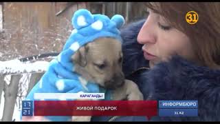 Волонтеры просят не дарить собак на Новый год Волонтеры просят не дарить собак на Новый год
