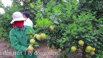 Thăm vườn cam bạc tỷ ở xã Tân Mộc