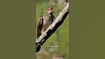 Nature’s Coldest Trick – The Murderous Baby Cuckoo Bird! #animals #birds #nature