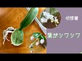 2021年2月6日　「胡蝶蘭の葉がシワシワ」のコメント　水栽培のポイント　葉がしっかりして来る　【あきらめない！】株　ランラン　アマビリス