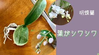 21年2月6日 胡蝶蘭の葉がシワシワ のコメント 水栽培のポイント 葉がしっかりして来る あきらめない 株 ランラン アマビリス Youtube