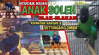 CLEARLY ‼️ Daily Treatment and Competition Settings for SOLEH'S CHILD'S Green Cucak