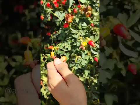 بوته نسترن  طبیعتگردی