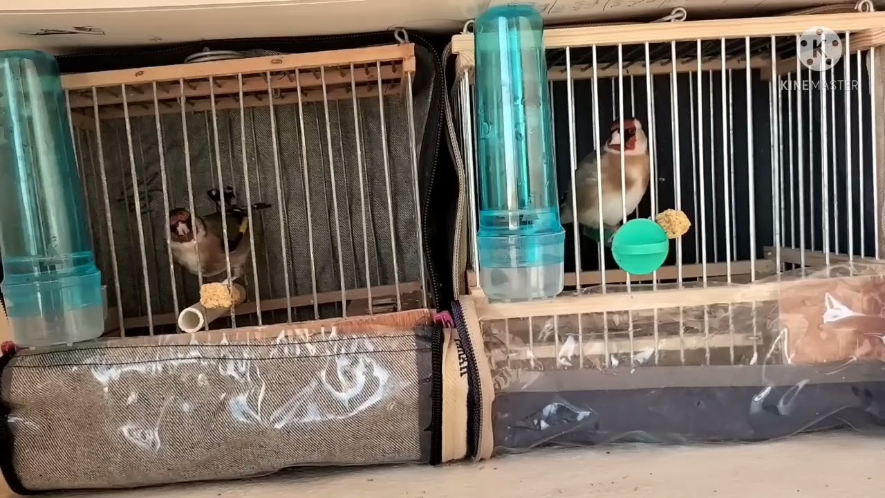 كيف أتعامل مع الحسون صيد جديد أسرار التربية #الحسون