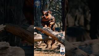 Pitbull Power Unleashed The Real Street Warrior