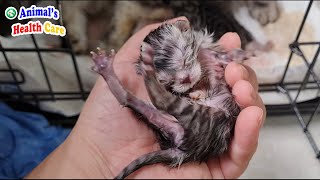 Mother Cat Spend all of Her Remaining Power to Give her Babies a Chance To Live