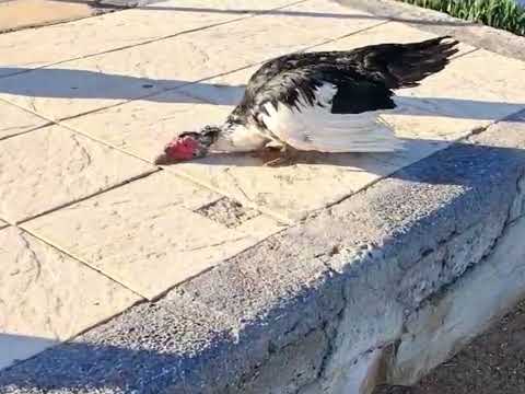 Απίστευτη οικολογική καταστροφή σε υγροβιότοπο της Χερσονήσου - Δεκάδες νεκρά ψάρια και πουλιά 