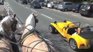 Representing The Palomino Morgan Geldings In Town And Traffic With A Novice Driver