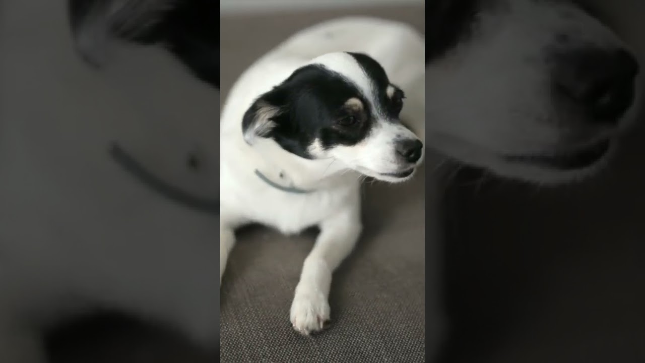 Video of Dog Sitting on Sofa 
