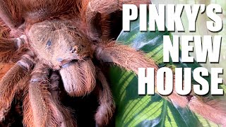 Pinky Our Mive Extra Hairy Female Nhandu Tripepii Tarantula Gets A Beautiful New Enclosure