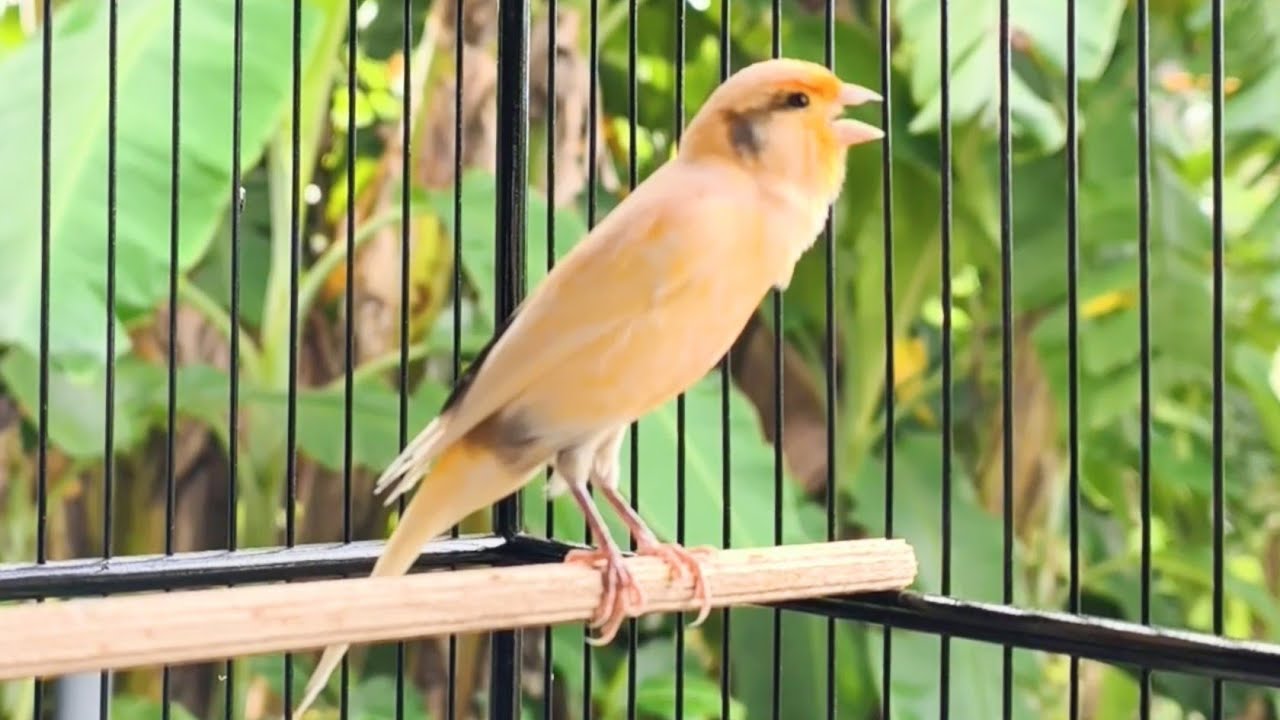 Canary bird sound lure - Effectively stimulates young canaries