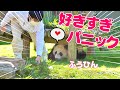 パンダふうひん伝説😍飼育員さん好きすぎて飛びかかった結果→永久保存版