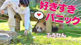 パンダふうひん伝説飼育員さん好きすぎて飛びかかった結果→永久保存版