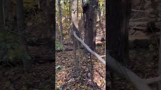 Daytime in the Valley of the Rock Apes #asmr #hikingohio #nature