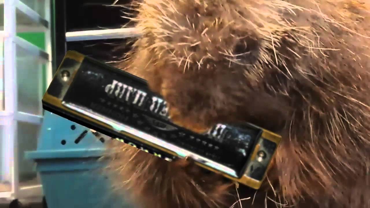 Porcupine Eats Corn on the Cob YouTube