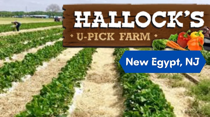 Hallock's U-Pick Farm | New Egypt, New Jersey | USA | Pick Your Own