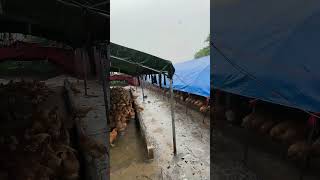 Chickens Are Taking Shelter From Rain Under The Simple Structure !