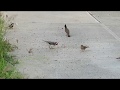 Red-crested Cardinal and  Red-whiskered bulbul,Honolulu Hawaii