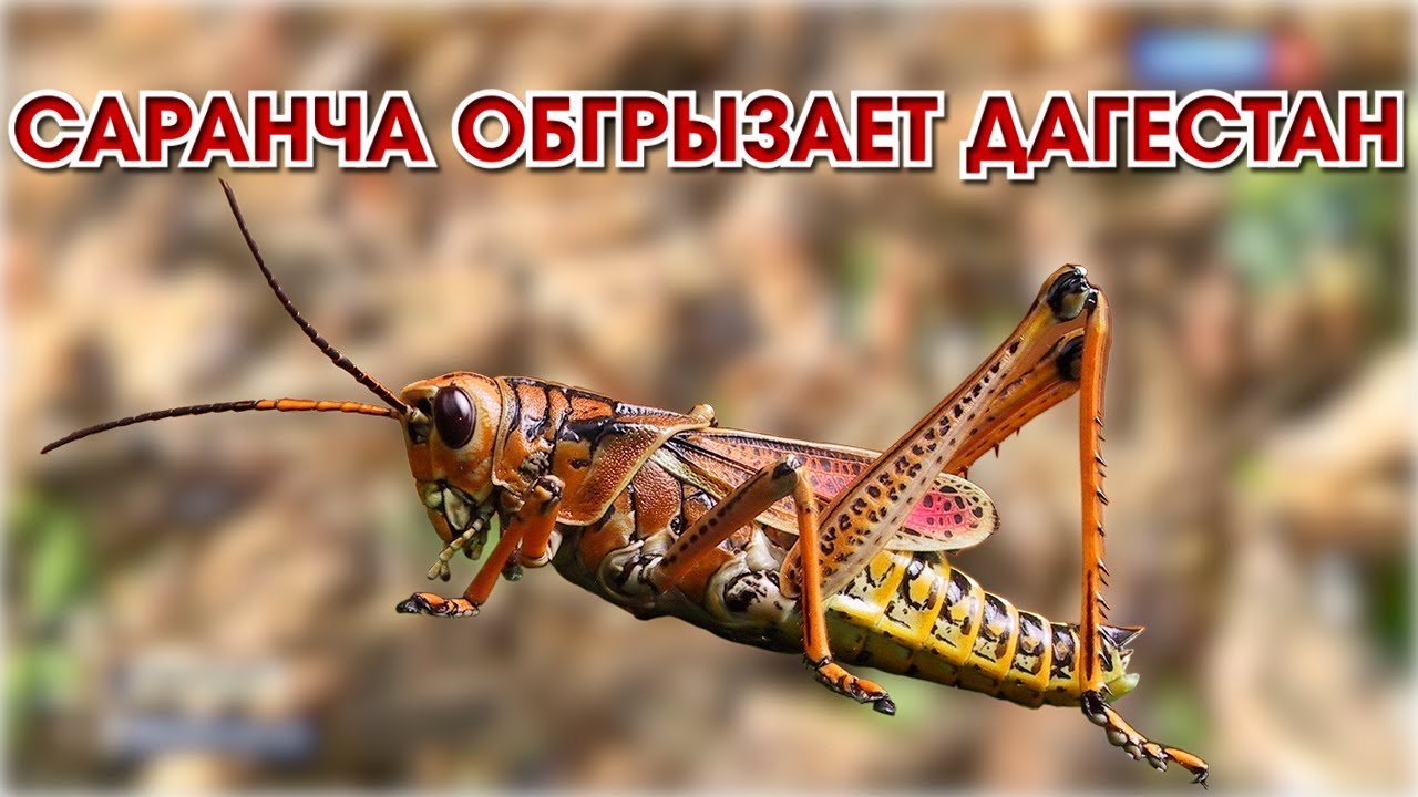 Саранча дзен канал последнее
