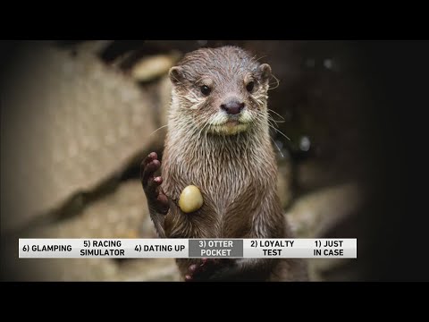 6@6: A fun fact about otters