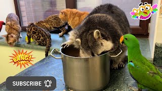 Marcel the raccoon again gathered a crowd of cats near him.Енот опять собрал возле себя толпу котов. by Animals and Friends 1,065 views 16 hours ago 7 minutes, 24 seconds
