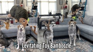 Dogs Confused by Toys Hanging From Ceiling- FUNNY PRANK