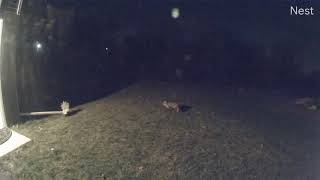 Skunk VS Fox part 2