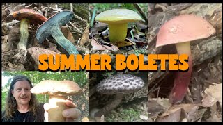 SUMMER BOLETE MUSHROOMS