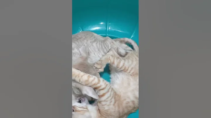 Video 7583081: animal cat pet kitten, cat kitten pet dog, cat kitten cute pets, cat kitten pets funny, wild cat pet, cat breed, cat fish kitten, beautiful cat, best cat, baby cats