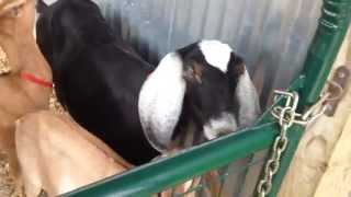 Waiting In Line To Get Milked