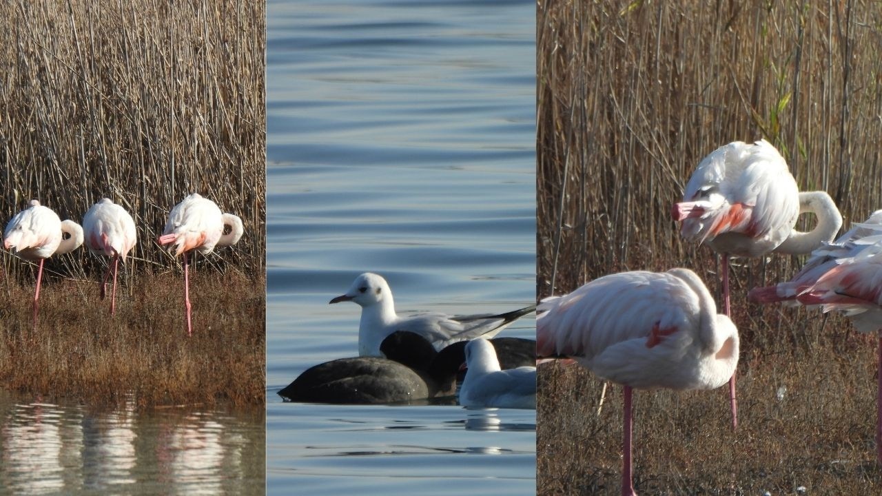 DUCKS AND FLAMINGOS IN THE BLUE WATERS OF THE SEA | Relaxing Bird Moments | #4k #animalvideos 