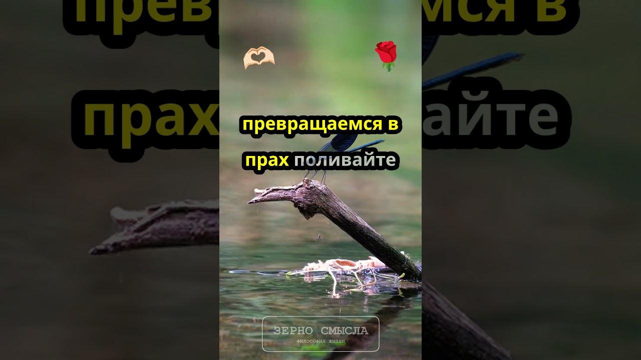 Корень твоей жизни