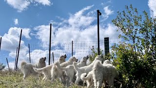 The Guardians And A Squirrel by Big Horn Mountain Alpacas 2,158 views 7 months ago 2 minutes, 42 seconds