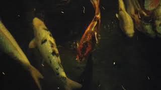 Koi Ponds Tonight in Ice COLD Canada !
