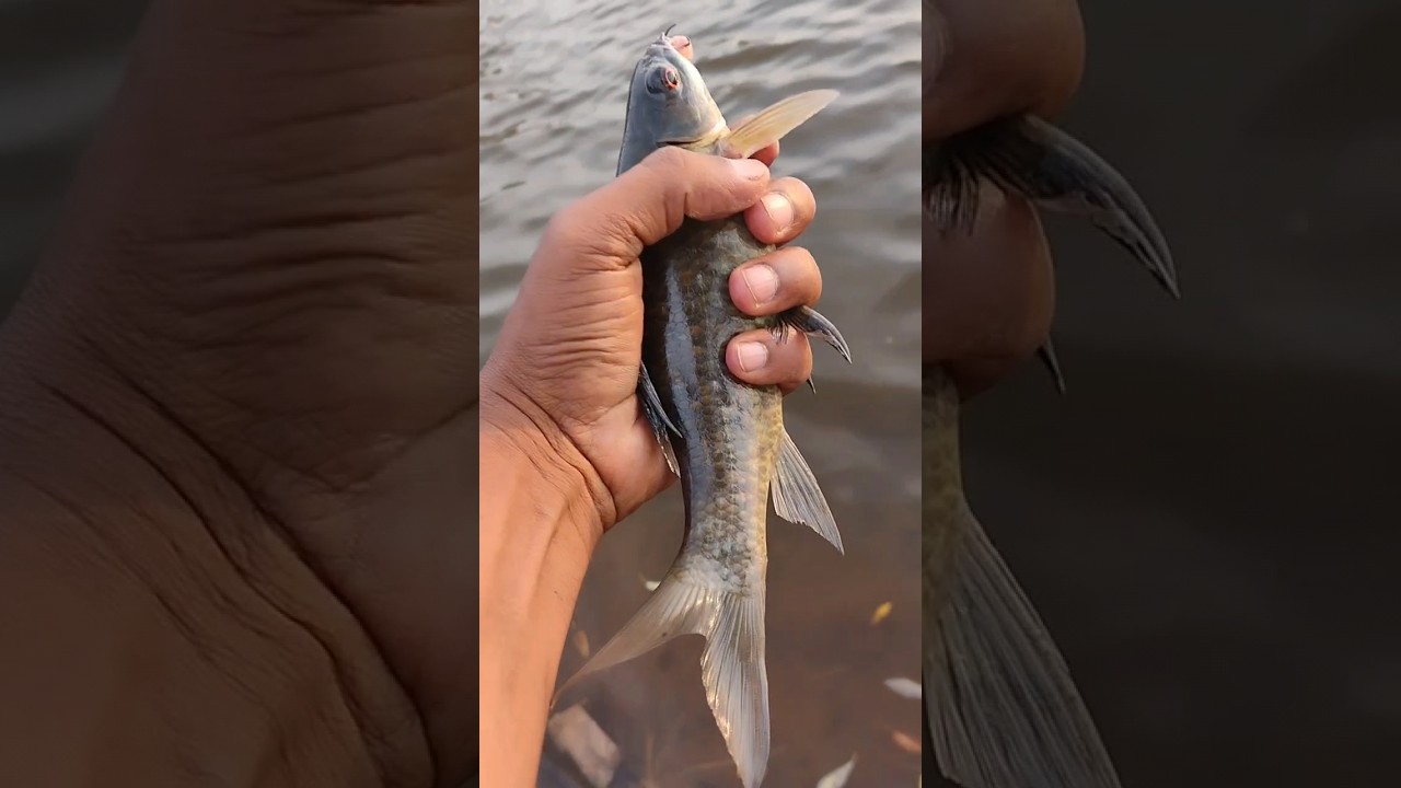 black carp release#shortvideo #youtubeshorts #nature #riverfishing #wildlife #fishing