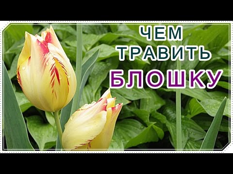 █ КАК СПАСТИ РЕДИСКУ и КАПУСТУ СУПЕР СПОСОБ от // крестоцветной БЛОШКИ.