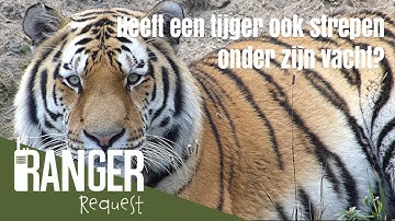 HEEFT EEN TIJGER STREPEN ONDER ZIJN VACHT? | Ranger Request