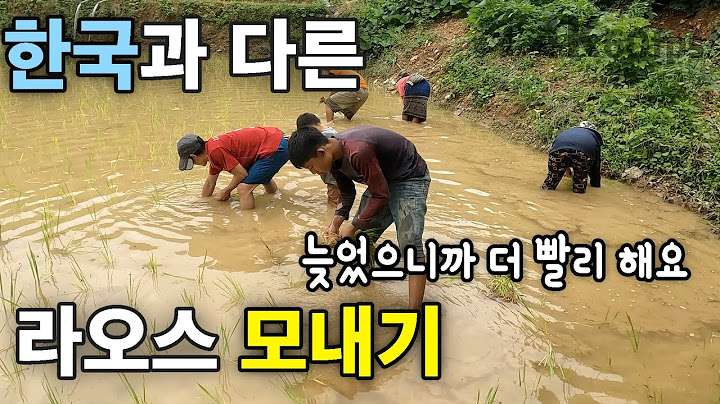 (라오스) 한국과 다른 라오스의 모내기 | 아픈 가족들 [4K UHD] [라오스 시골 선생님 ep. 283]