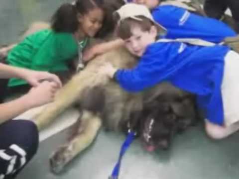 leonberger therapy dog