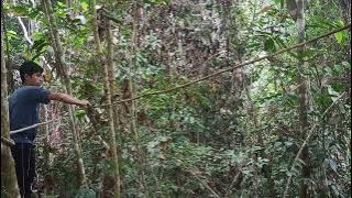 Download lagu Mikat cililin dihutan ini diserang preman hutan cak ijo sampai ke tanah