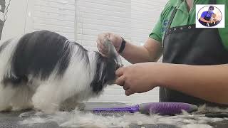 How to groom a yorkie|Yorkshire terrier trim guide|yorkie lover|paanu mag trim ng yorkie| by Groomers Archive 149 views 3 years ago 14 minutes, 38 seconds