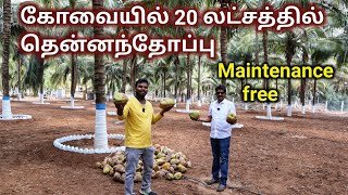 🌴கோவையில் 20 லட்சம் இருந்தா தென்னந்தோப்பு வாங்கலாம் 🤯 Coconut farm sale in Coimbatore