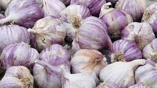 3 Minutes to Growing Garlic the Easy Way - No Fluff! by Bootstrap Farmer 515 views 3 weeks ago 3 minutes, 9 seconds