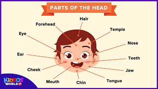 Parts of the Head for Kids Learning -  Parts of the Face Names