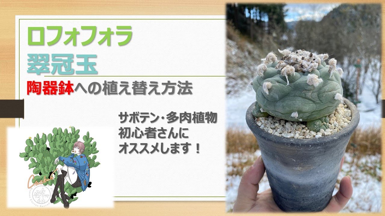 【 サボテン 】ロフォフォラ・翠冠玉の植え替え、烏羽玉、銀冠玉、多数ご紹介！