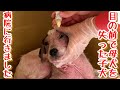 【子犬 保護犬 子猫】 目の前で母犬を失ったボロボロの子犬 病院に行きました