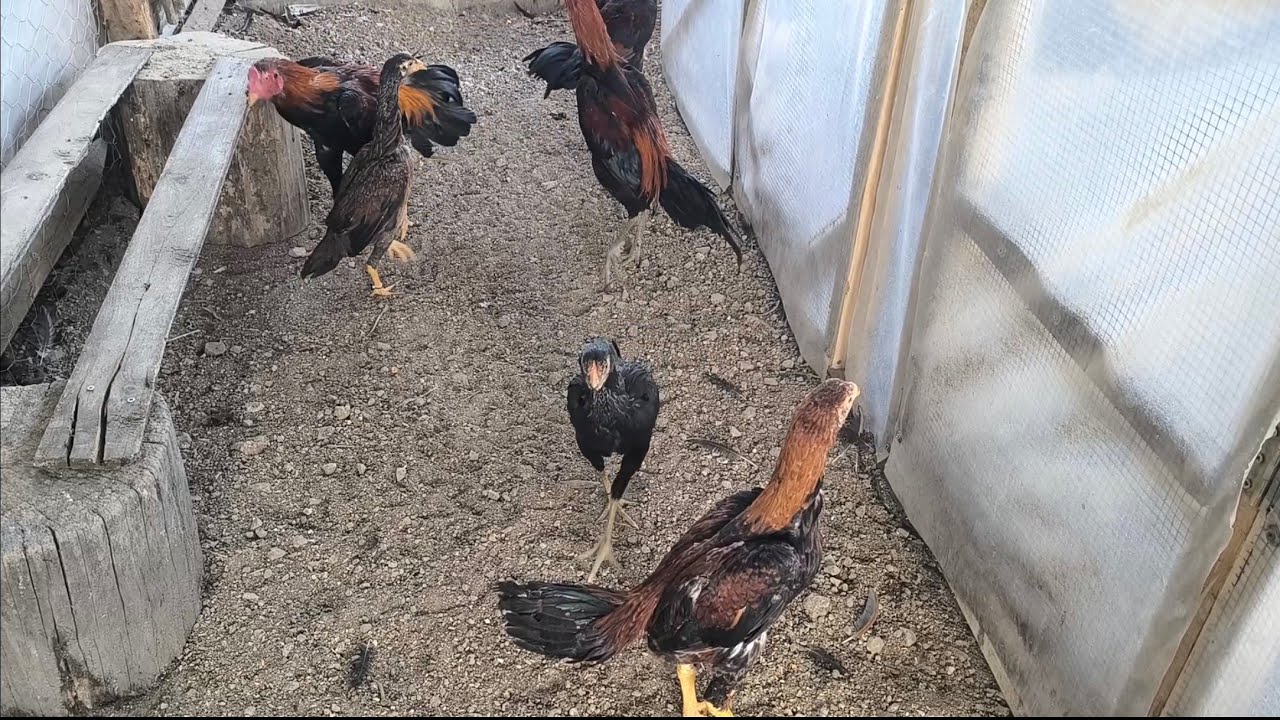 Sürüyü Birleştirdim.